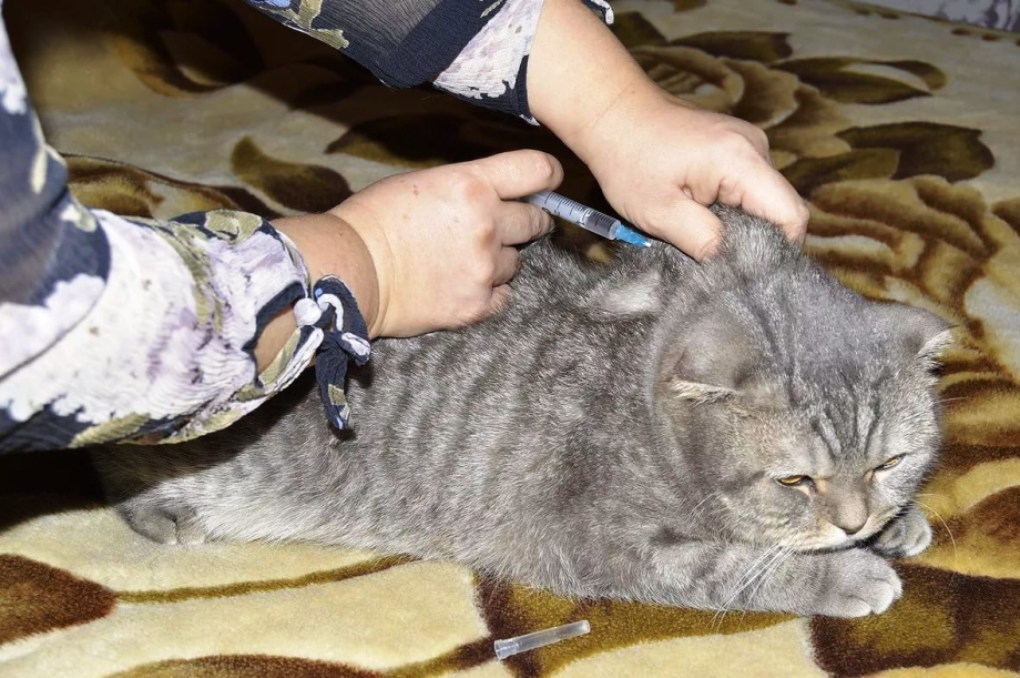 Укол коту