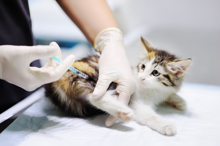 Укол внутримышечно кошке кошке