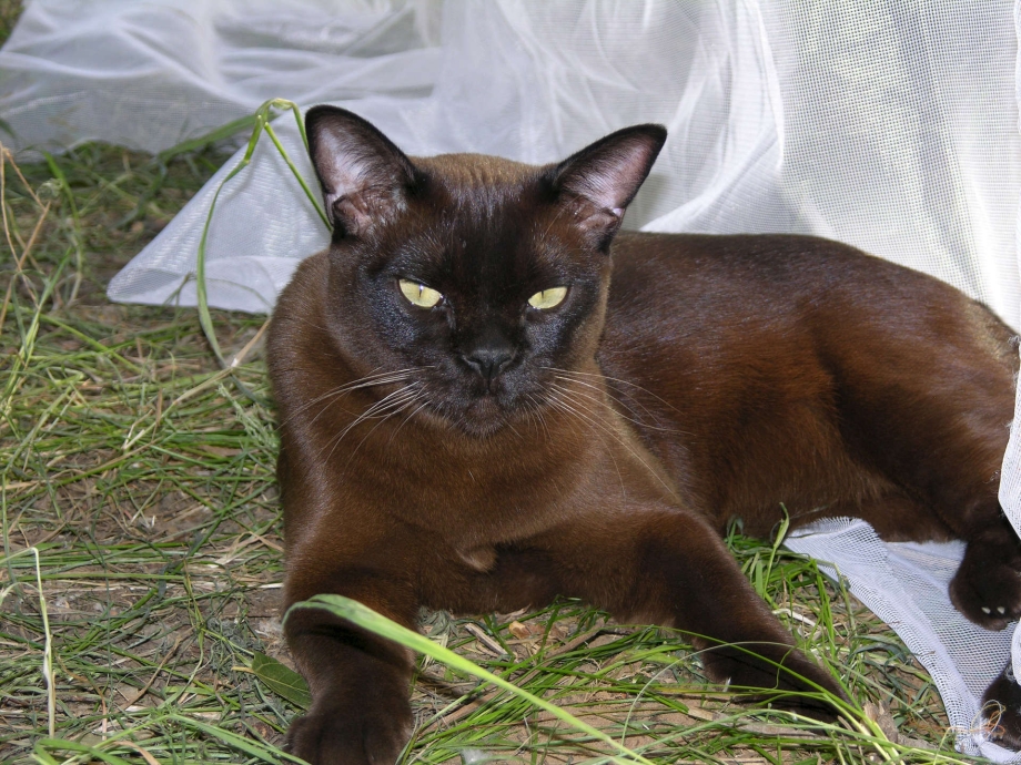 Бурманская короткошерстная кошка