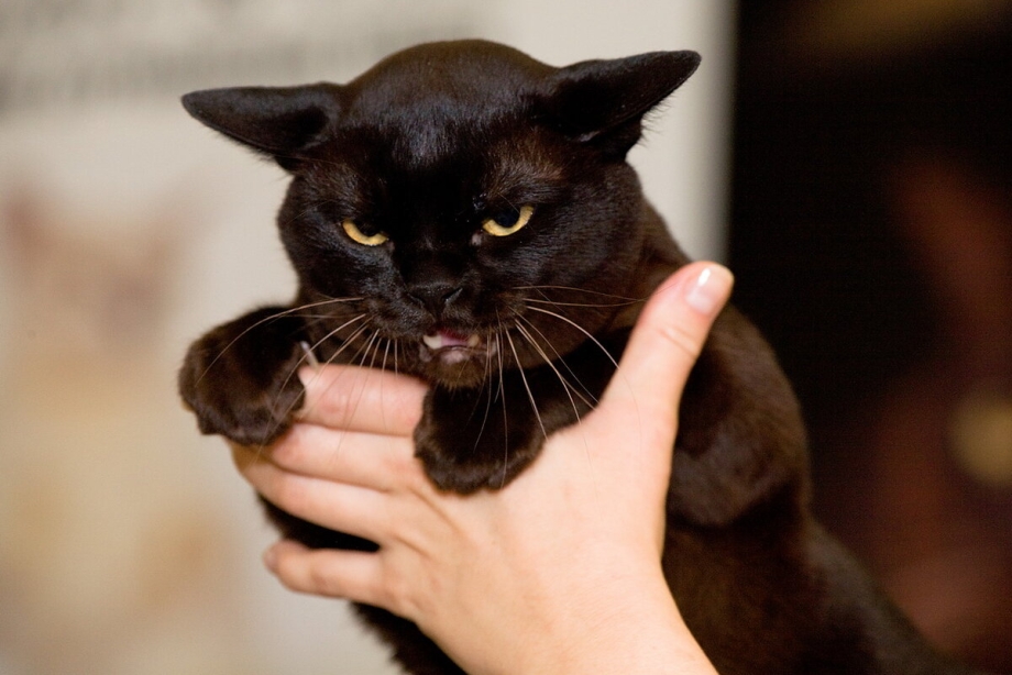 Бурманская кошка