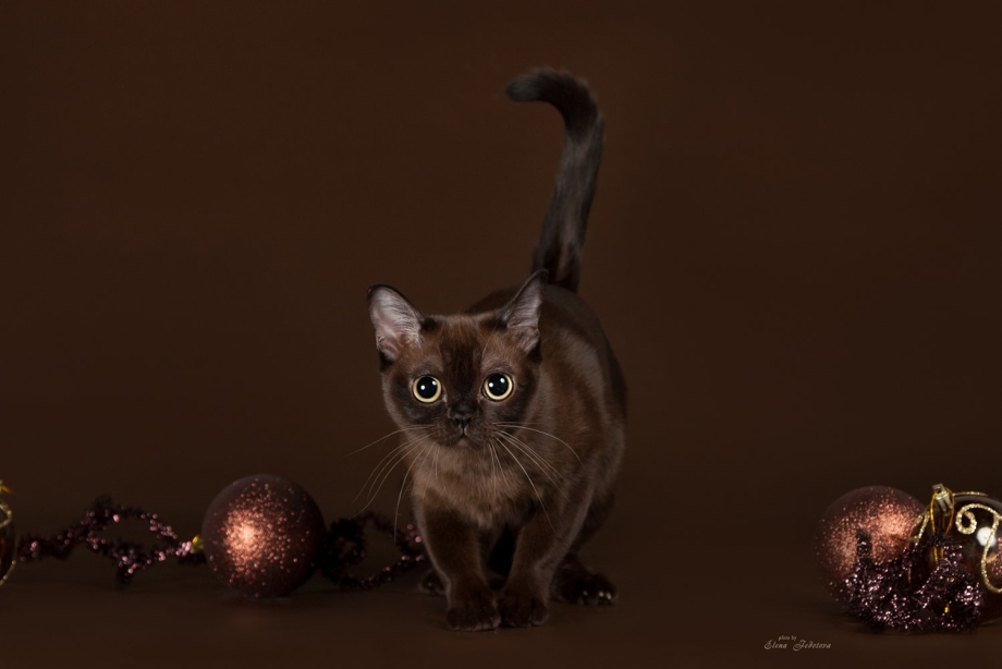 Бурманская кошка коричневый котята