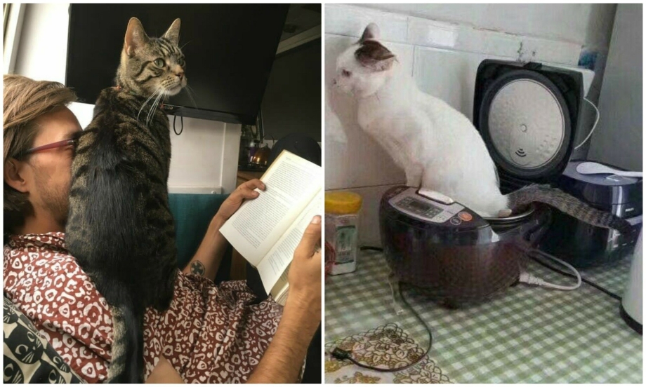 Кошка играется