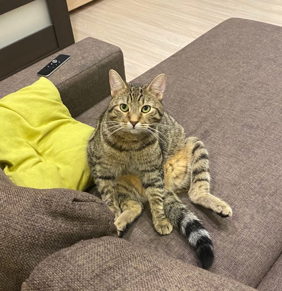 Приучить котенка к лотку