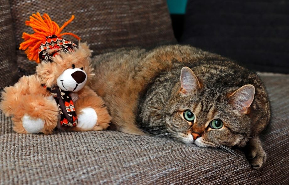 Настоящий котенок