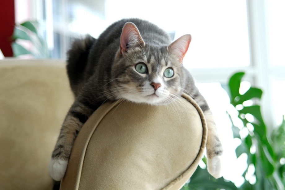 Кошка спит