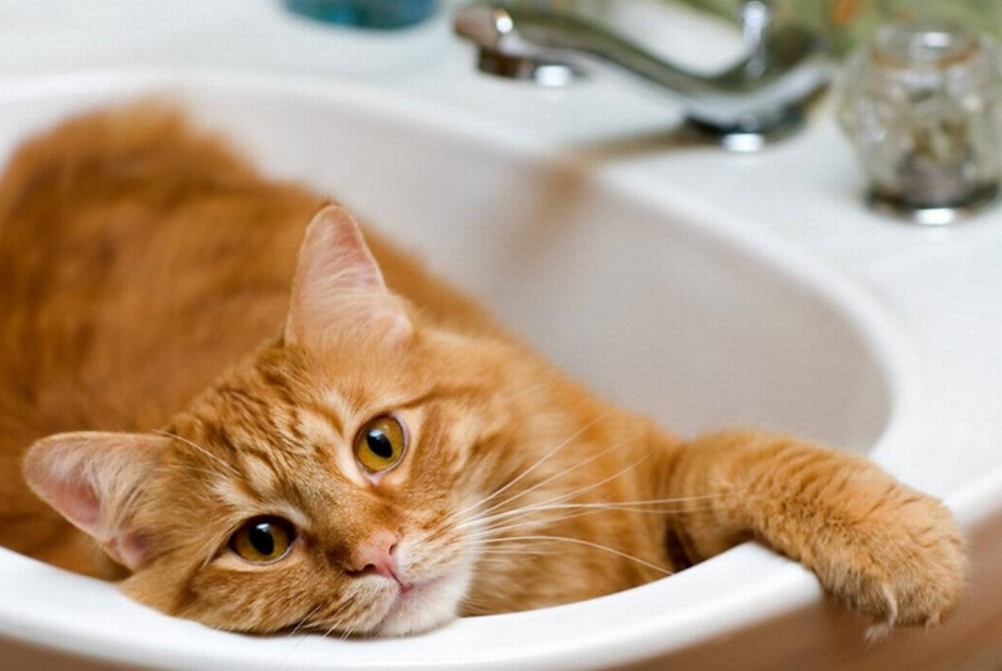 Дом для котика