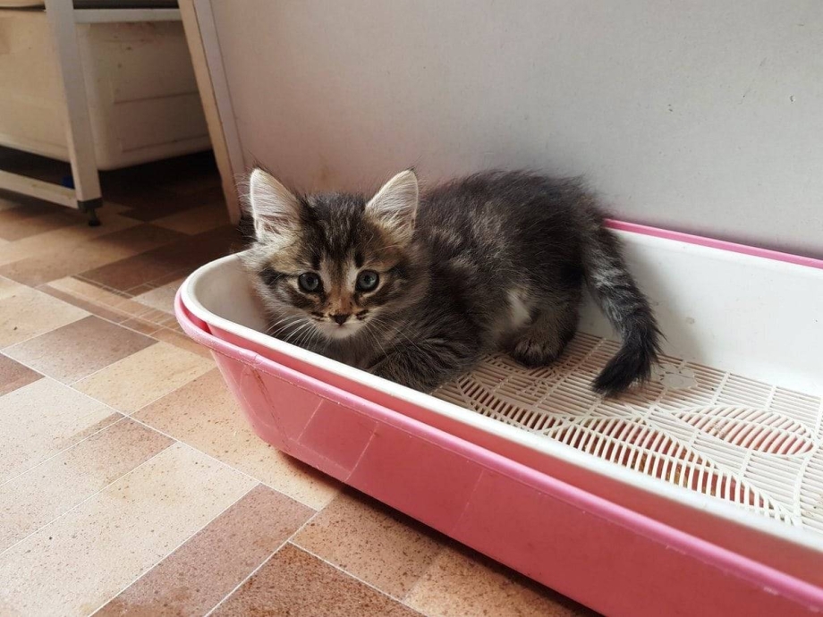 Дом для котят