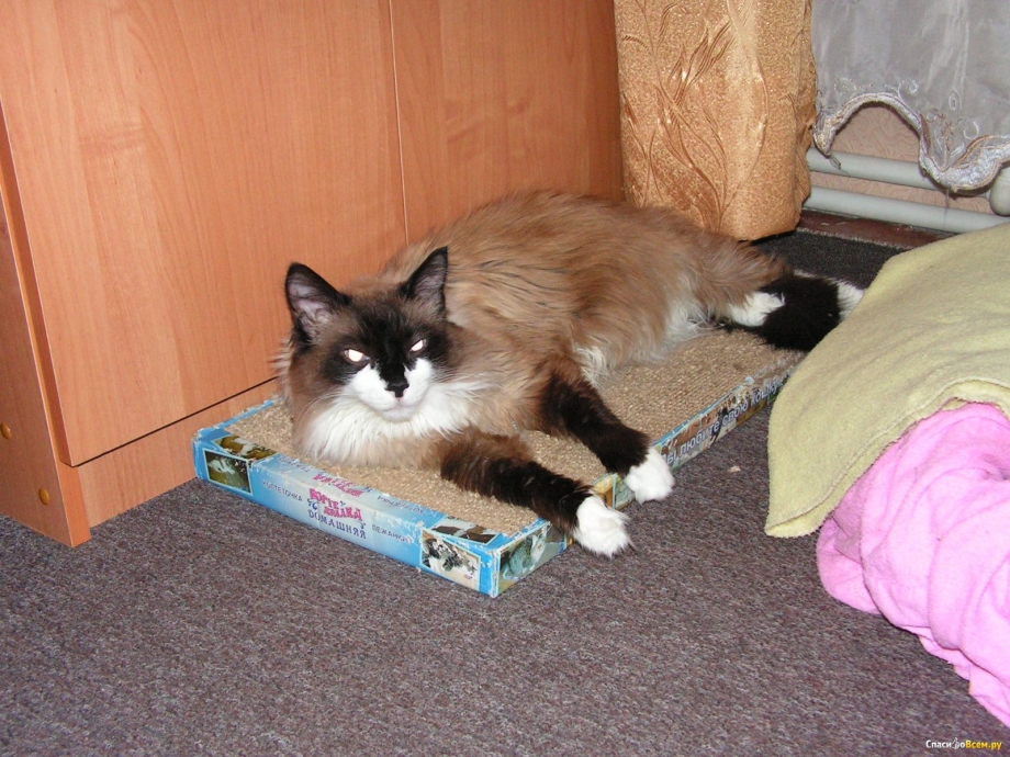 Кошачий лоток с котом