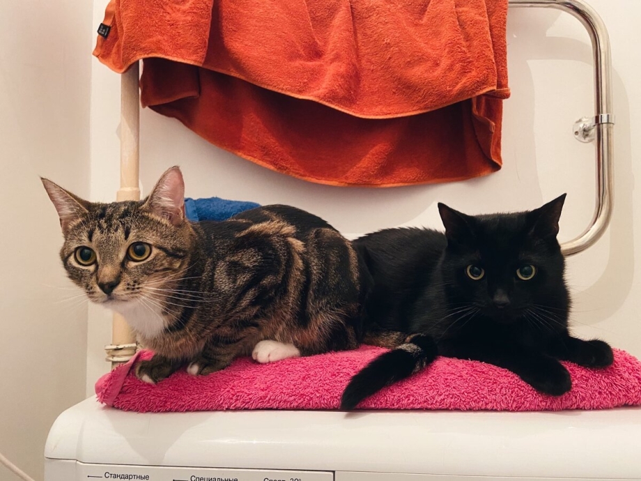 Лоток для котят