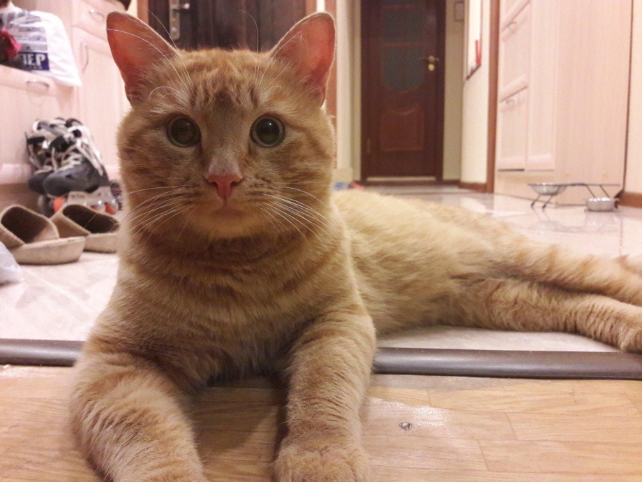 Домашний котенок