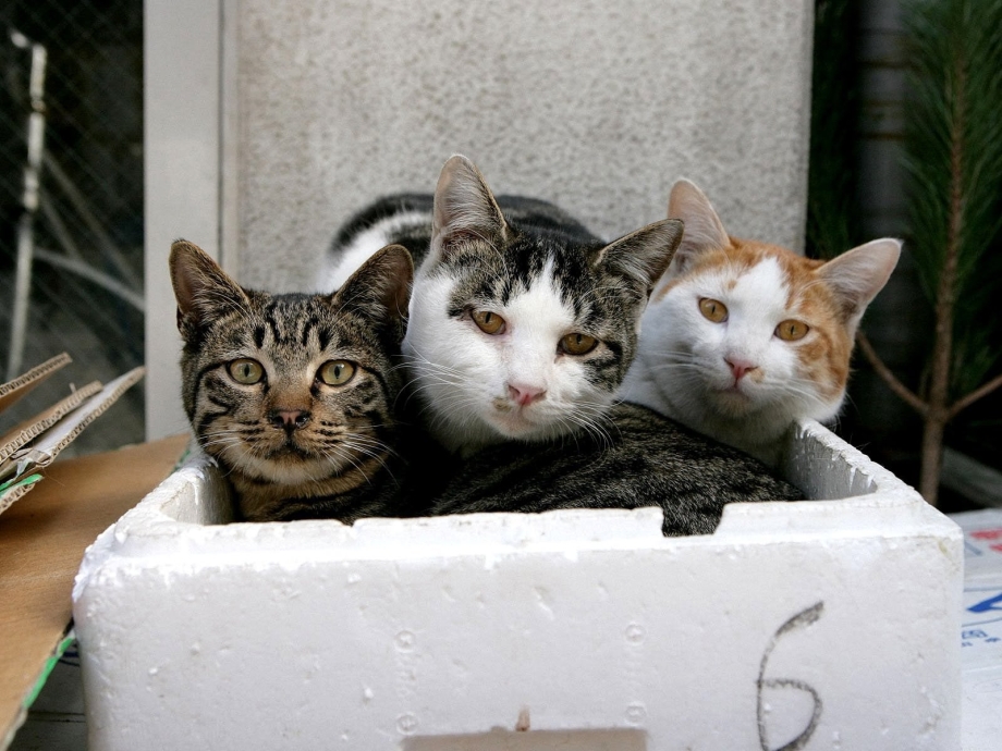 Кот пакостник
