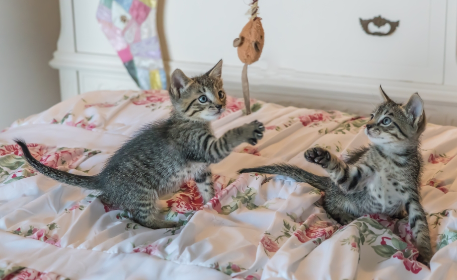Кот несёт тапочки