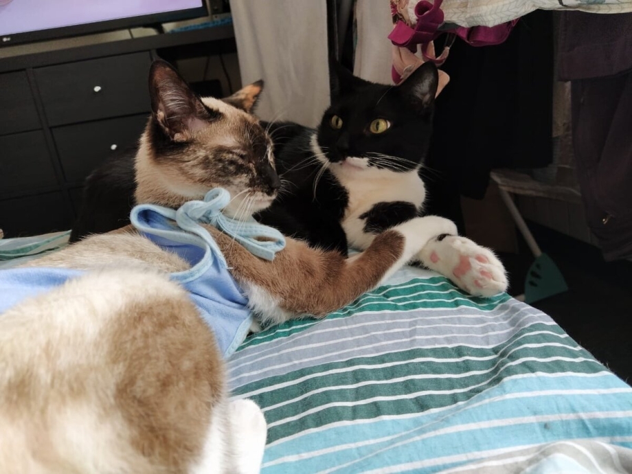 Бездомные котята до и после