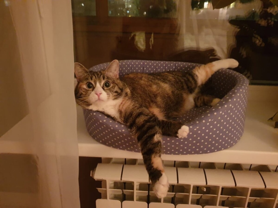 Коты на столе