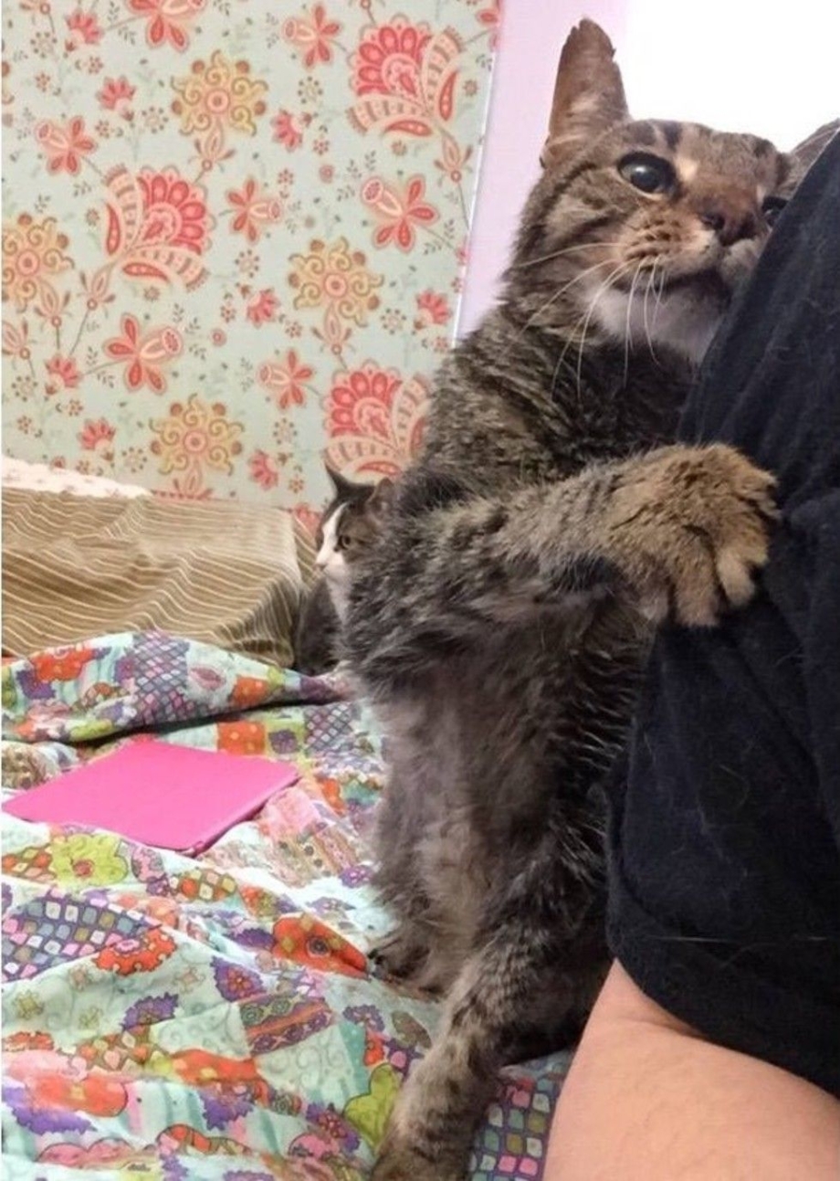 Кот обыкновенный