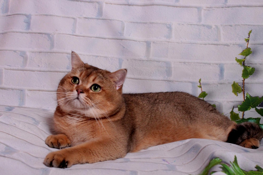 Шотландская прямоухая Золотая шиншилла