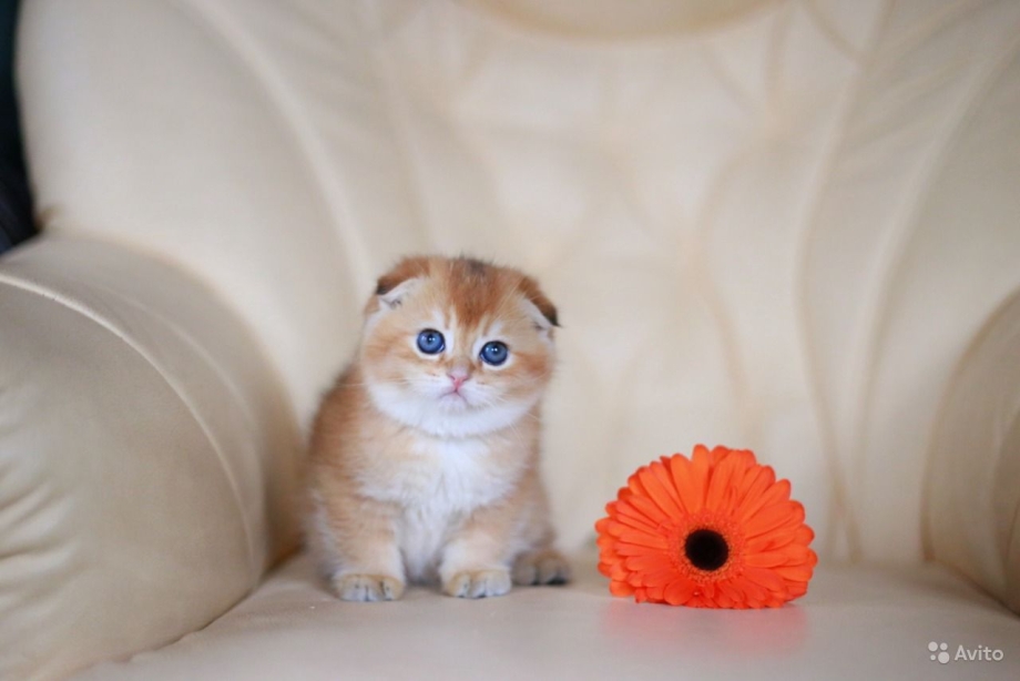Котик шотландский вислоухий Золотая шиншилла