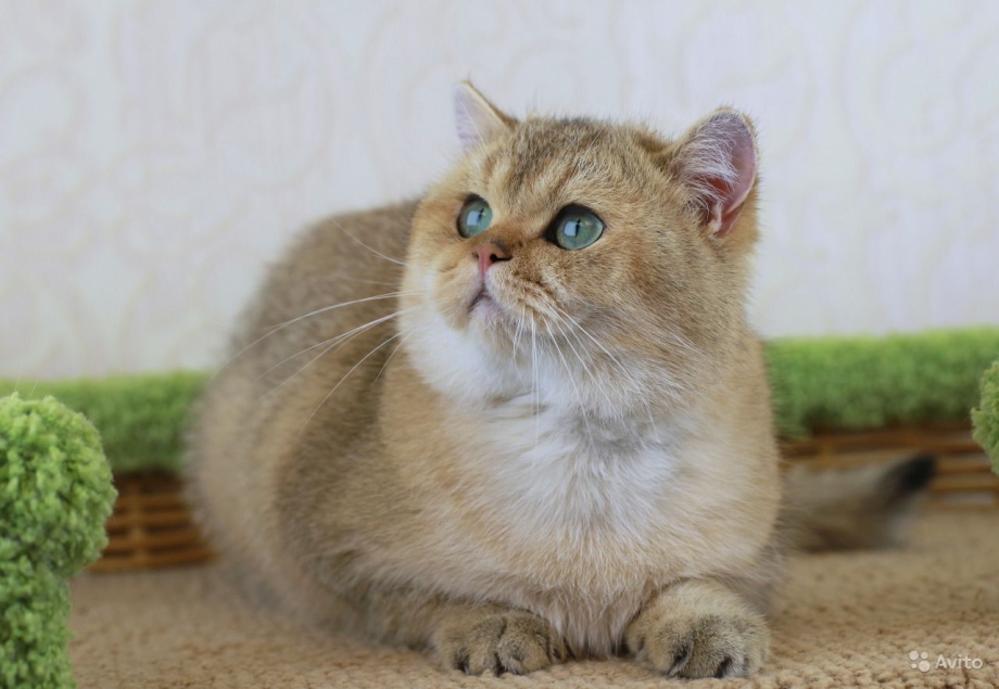 Британская шиншилла