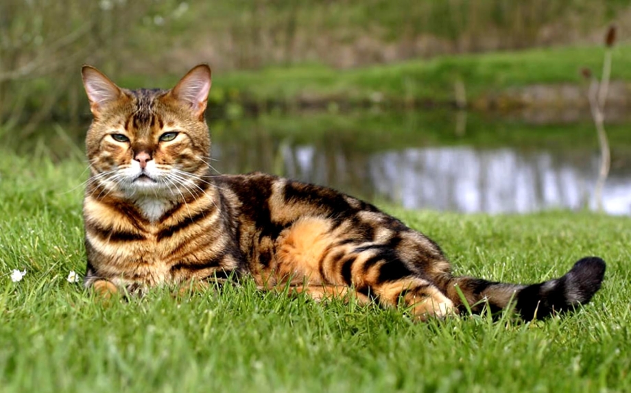 Бенгальский кот полосатый