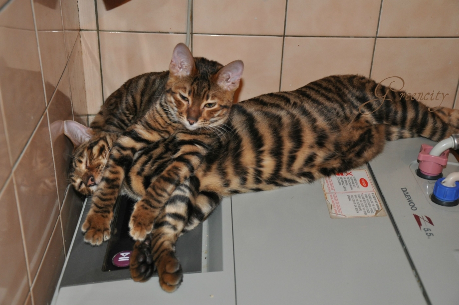 Кошка тойгер жирный