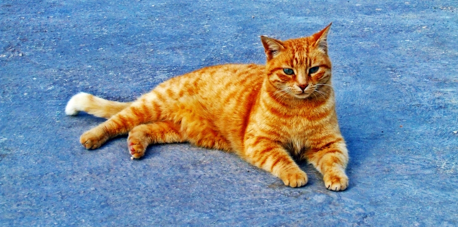 Рыжий полосатый кот
