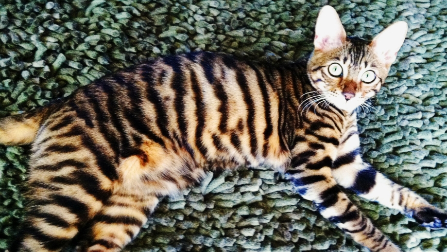 Бенгальская кошка тойгер