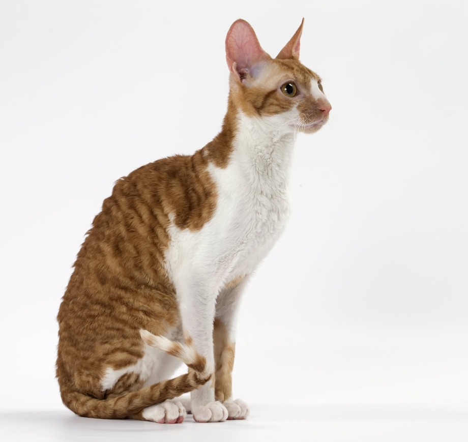 Корниш рекс кошка