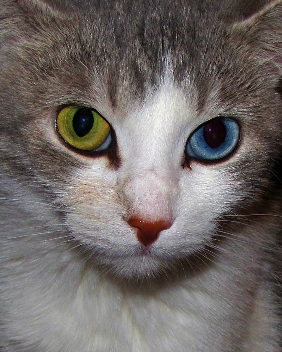 Кот с разными глазами