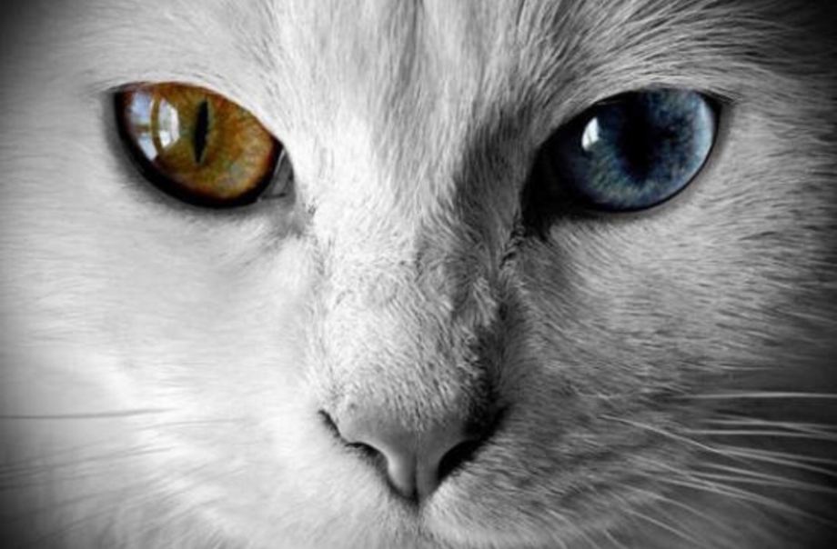 Кошачий глаз разные