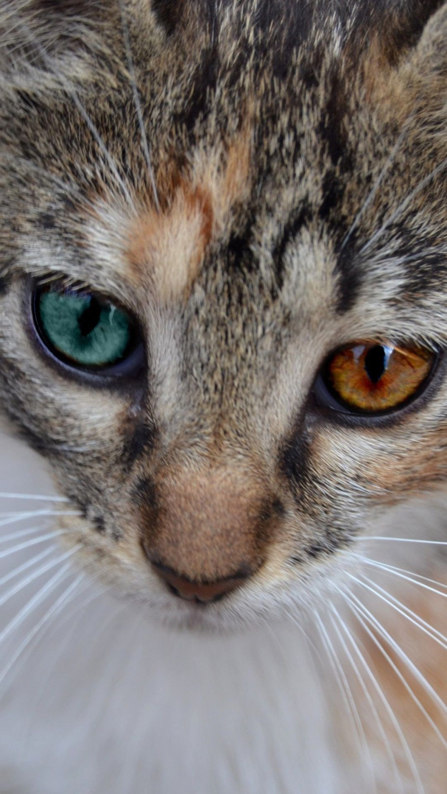 Лицо кота