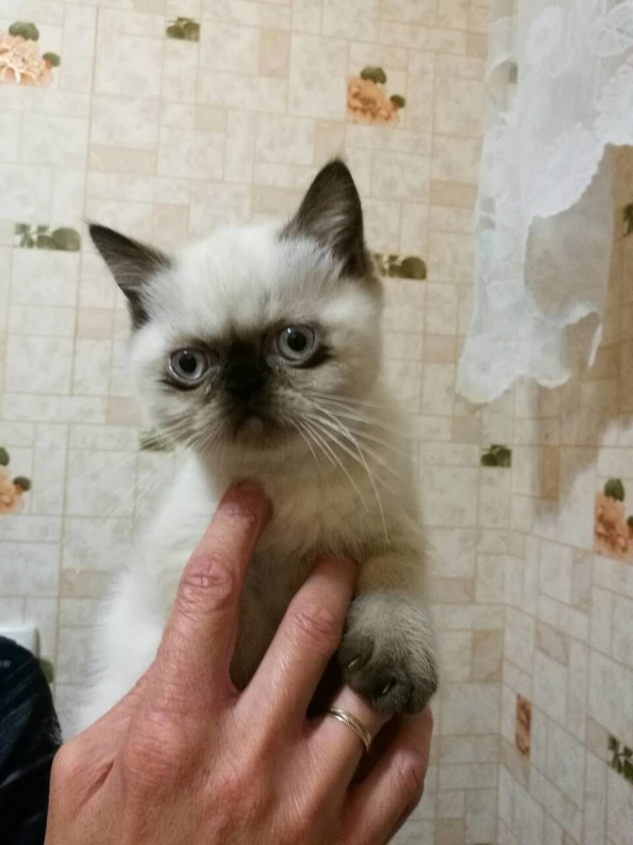 Меконгский бобтейл кошка