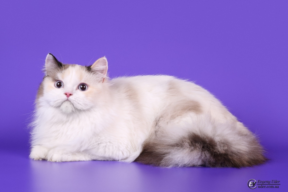Британский кот колор Пойнт