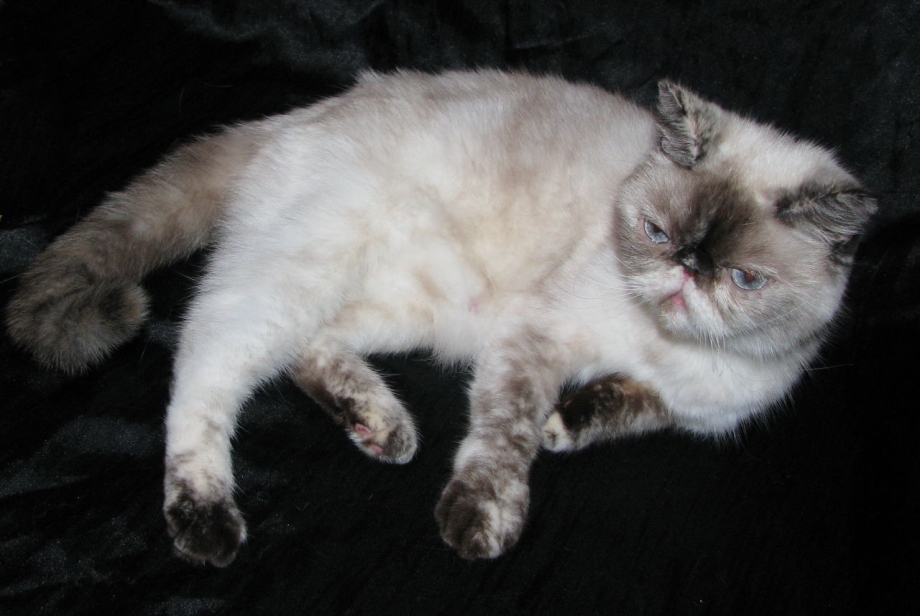 Сиамская кошка белая