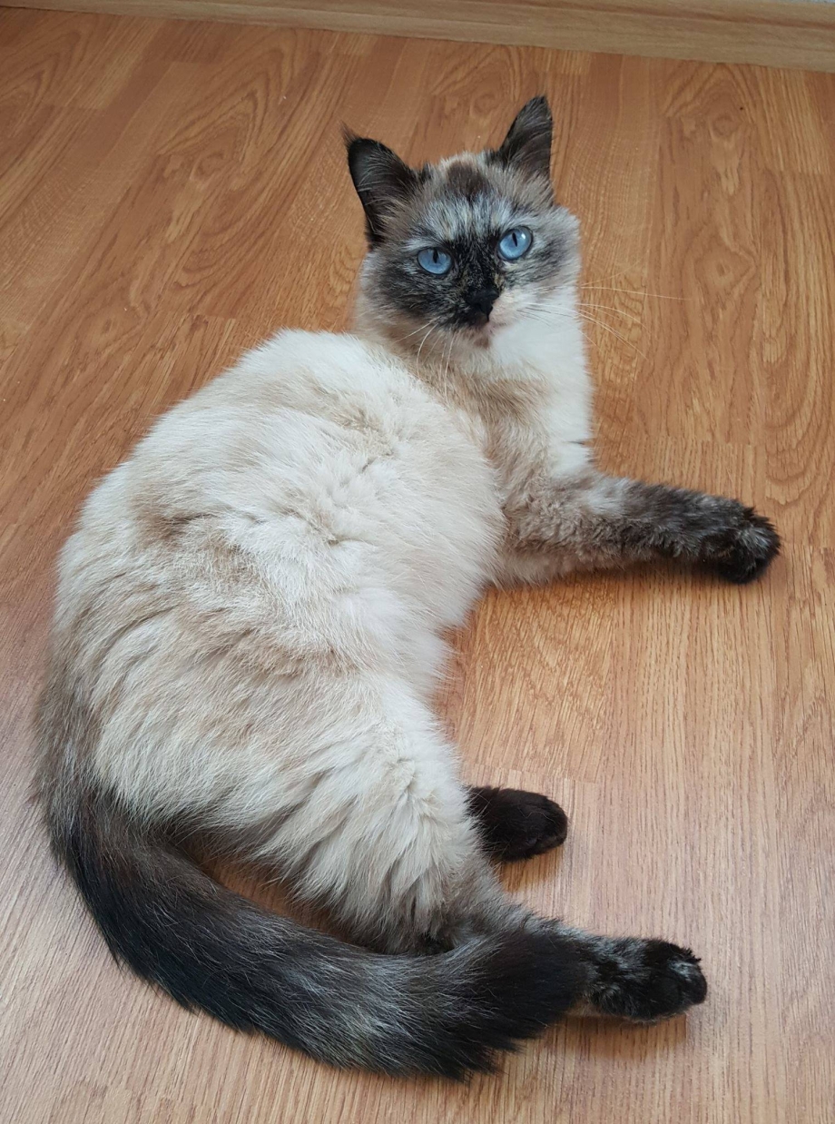Tortie point тайская кошка