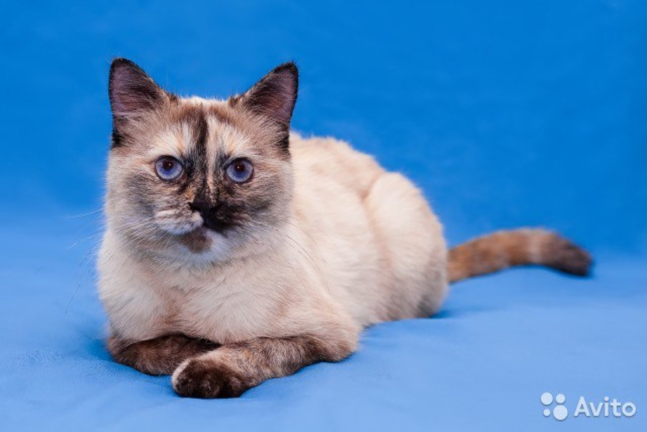 Окрас tortie-point tortie point