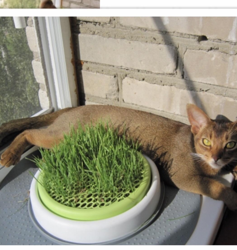 Трава для кошек в горшке