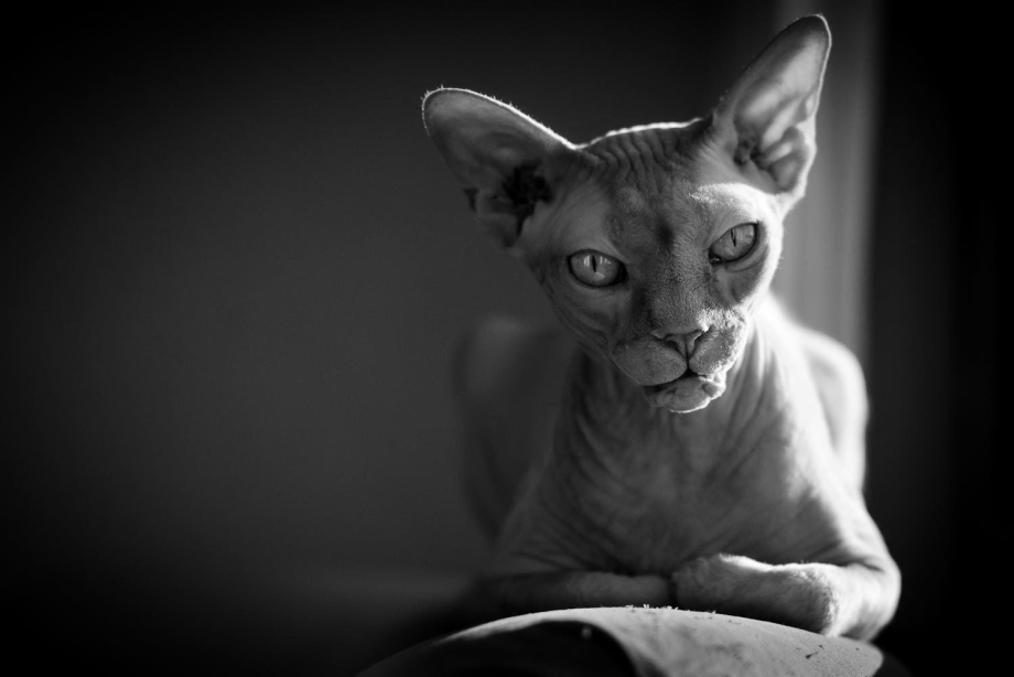 Сфинкс кошка