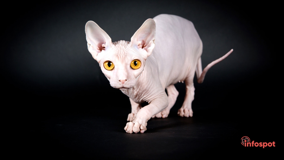 Сфинкс кот
