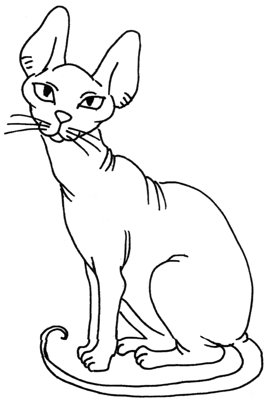 Чёрный сфинкс кошка