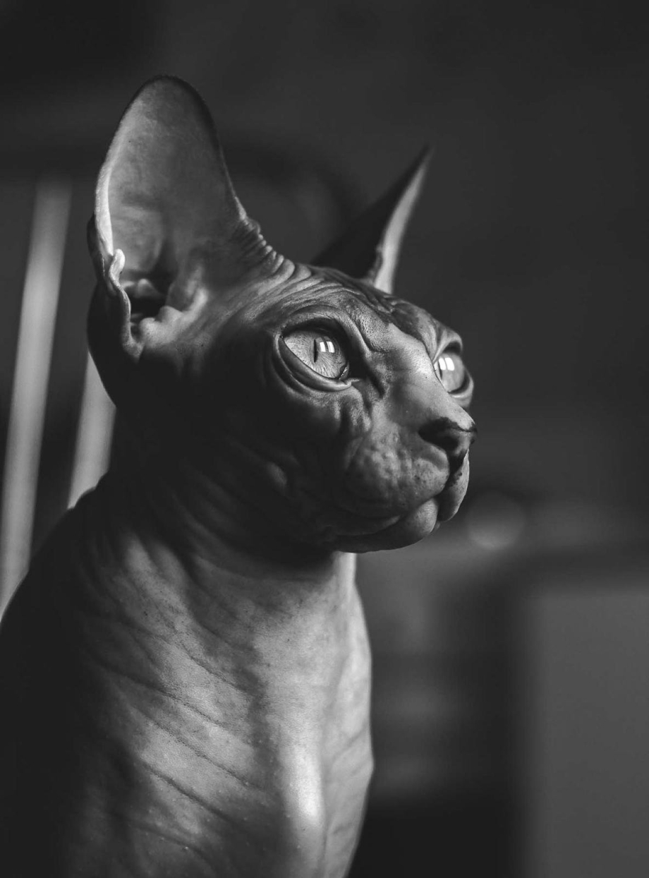 Сфинкс кошка