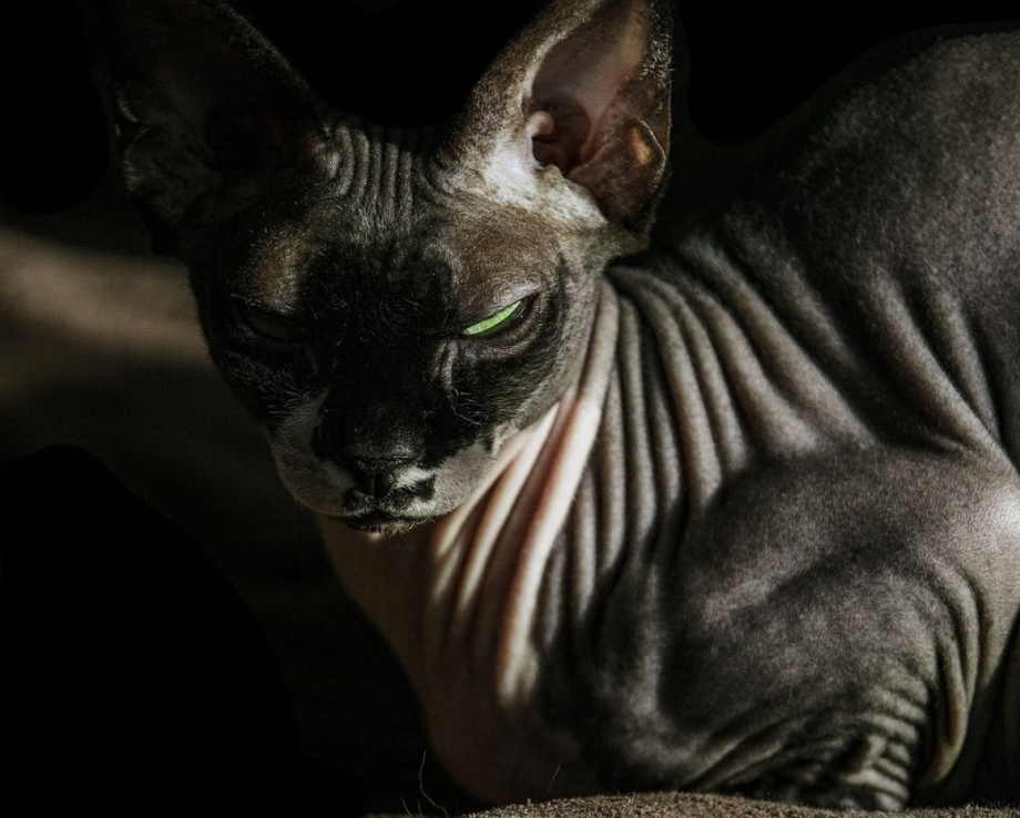 Чёрный сфинкс кошка