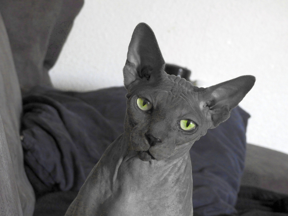 Сфинкс кот