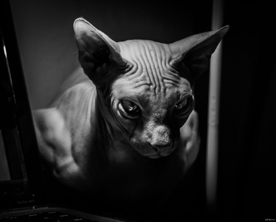 Сфинкс кот