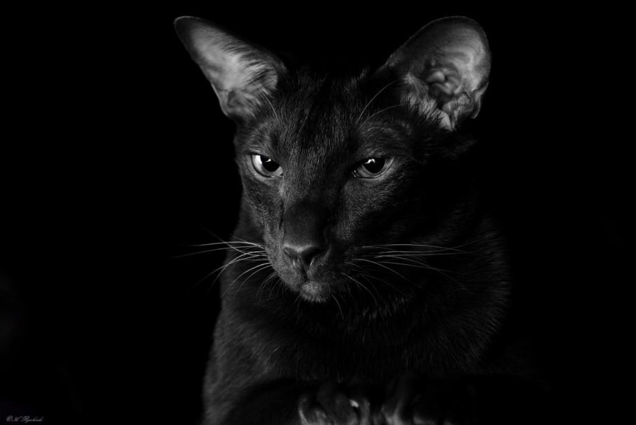 Корниш рекс кошка