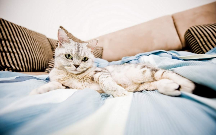 Кот лежит на кровати