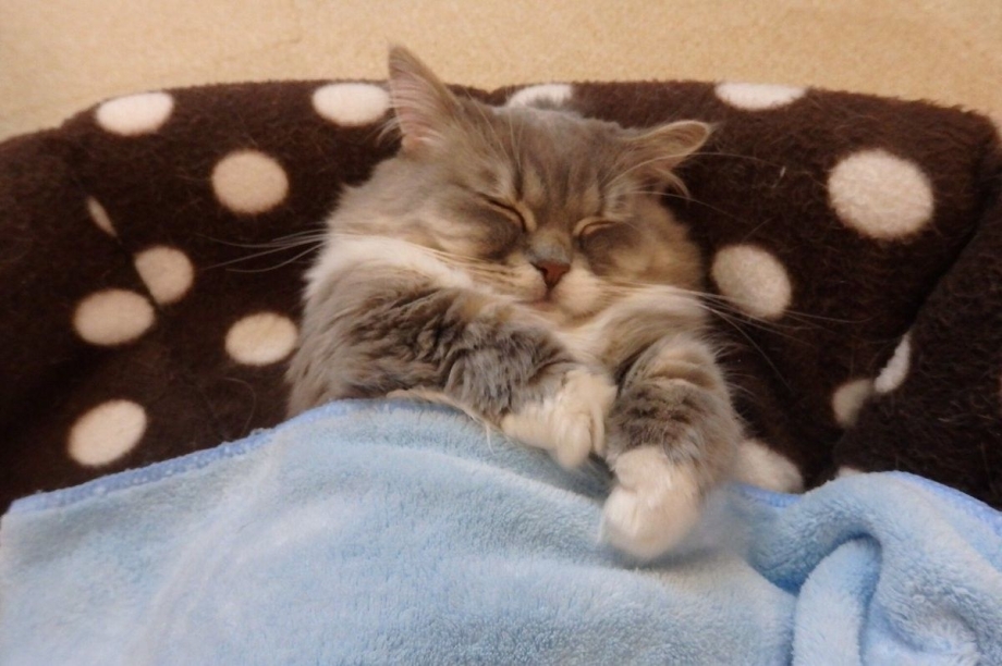 Кот под одеялом