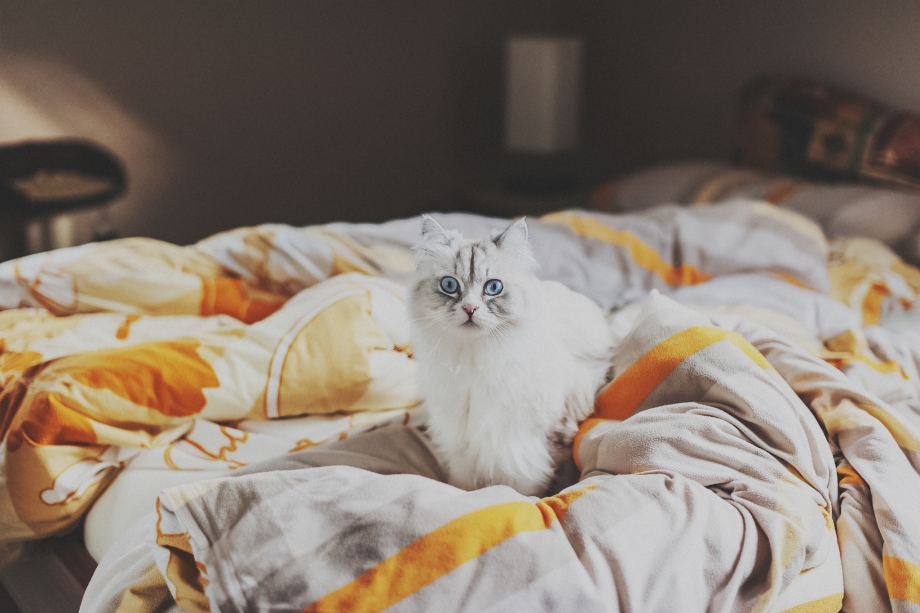 Кот в постели