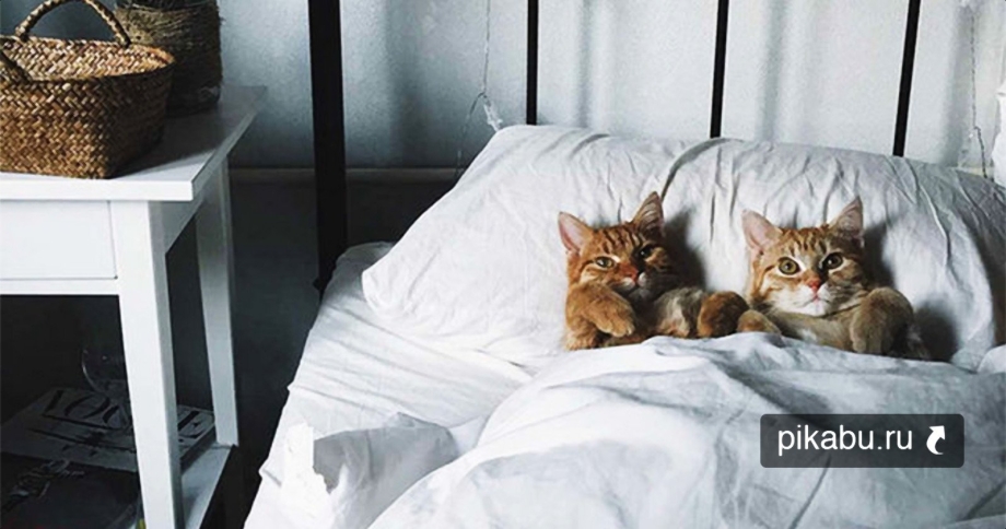 Котик в кровати