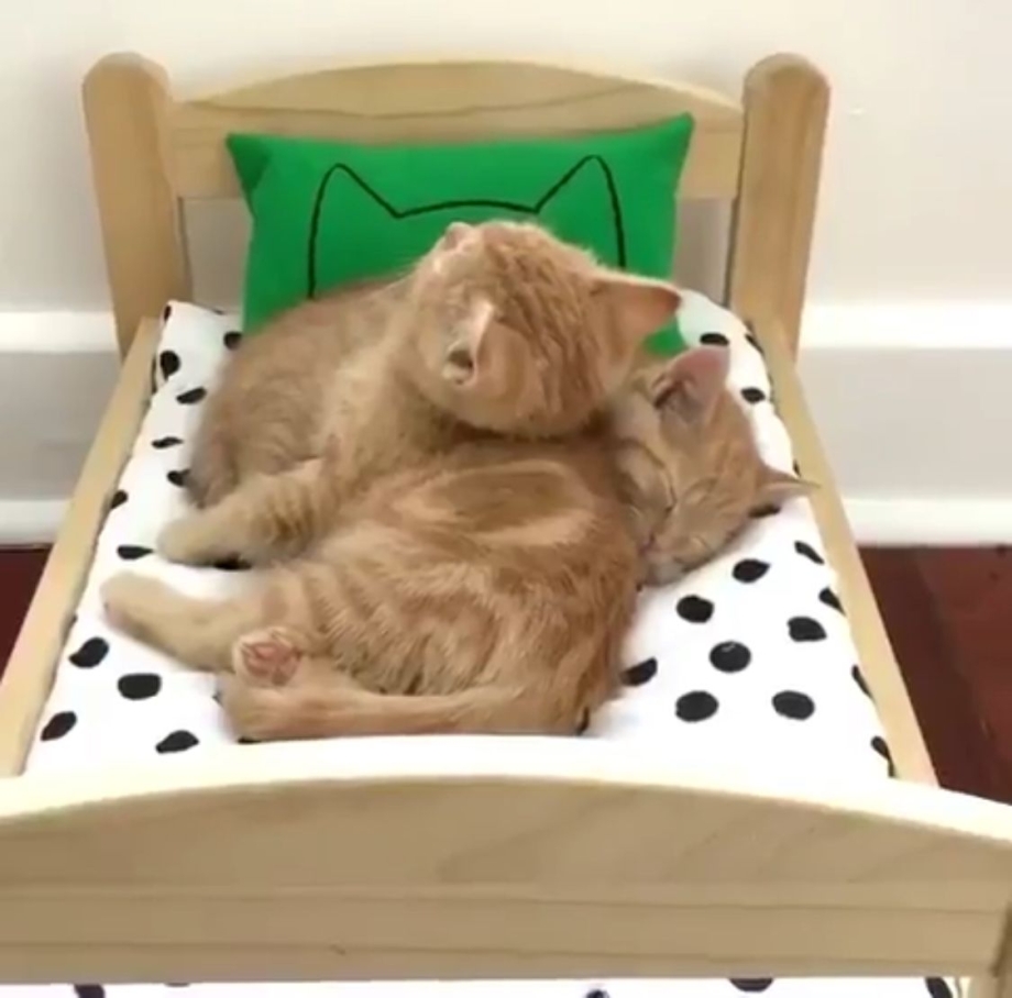 Котятки в кроватке
