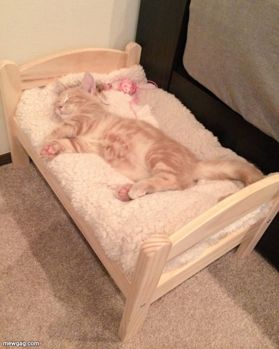 Кровать для кошки